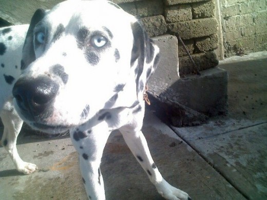 awww.. parece un thedog awww.. parece un thedog
